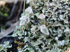 Cladonia