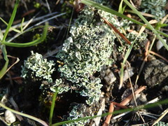 Cladonia