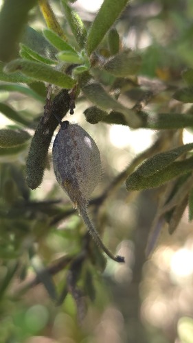 Grevillea lanigera (Grevillea lanigera)