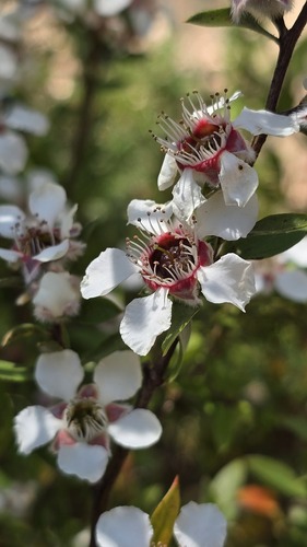 Leptospermum grandifolium, photograph 6