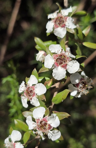 Leptospermum grandifolium, photograph 3