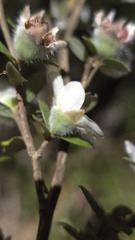 (c) Petra Holland, some rights reserved (CC BY) Leptospermum grandifolium, photograph (c) Petra Holland, some rights reserved (CC BY)