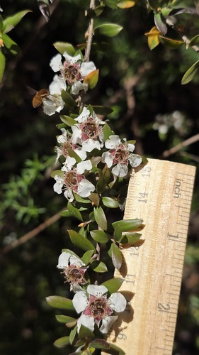 Leptospermum grandifolium, photograph 2