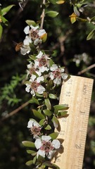 (c) Petra Holland, some rights reserved (CC BY) Leptospermum grandifolium, photograph (c) Petra Holland, some rights reserved (CC BY)