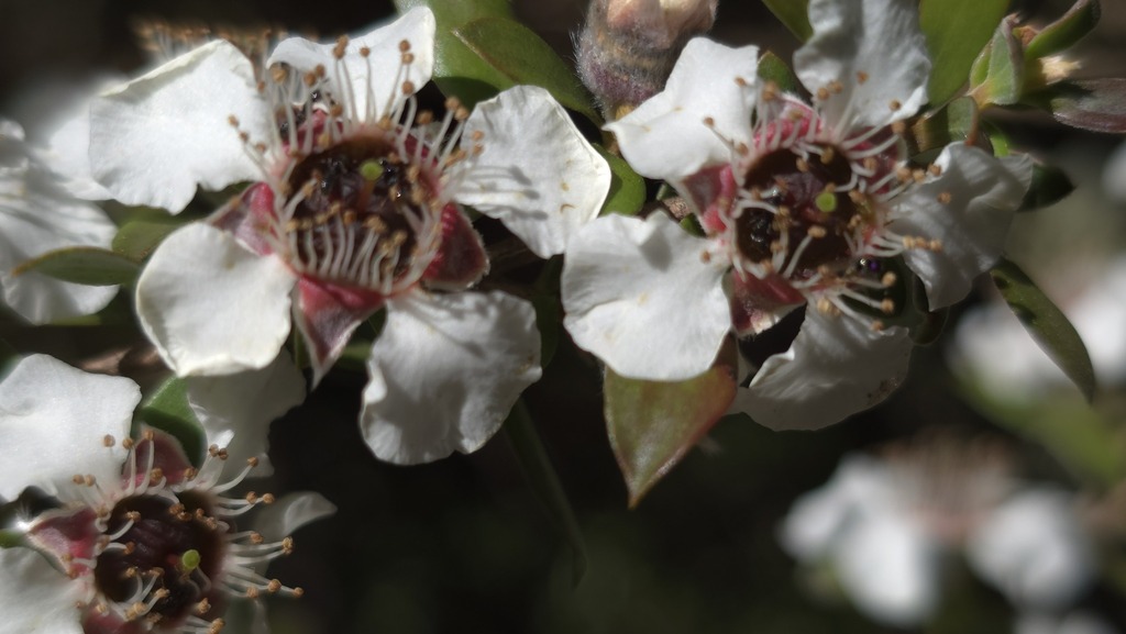 Leptospermum grandifolium; photograph (c) Petra Holland, some rights reserved (CC BY)