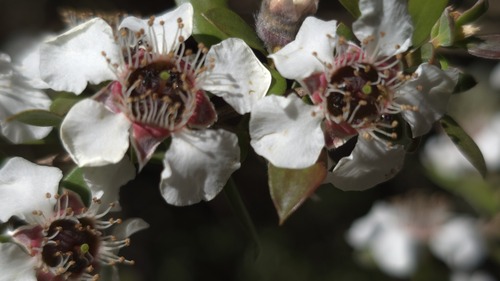 mountain tea-tree (Leptospermum grandifolium)