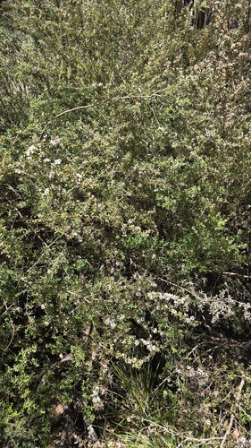 Leptospermum grandifolium, photograph 5