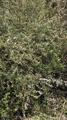 (c) Petra Holland, some rights reserved (CC BY) Leptospermum grandifolium, photograph (c) Petra Holland, some rights reserved (CC BY)