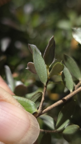 Leptospermum grandifolium, photograph 4