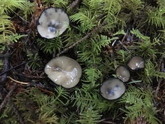 Pseudoplectania melaena