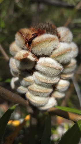 Mountain Banksia (Banksia canei)