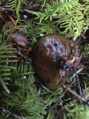 Pseudoplectania melaena