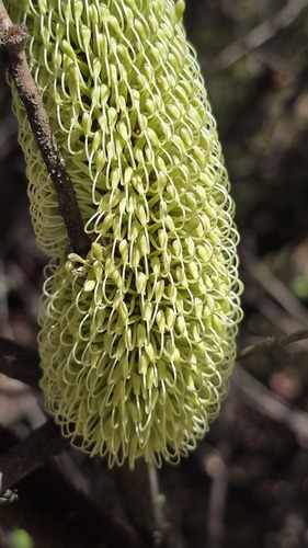 Mountain banksia (Banksia canei)