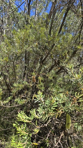 Banksia canei, photograph 3
