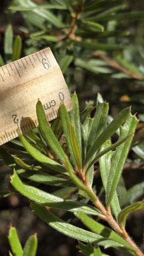 Banksia canei, photograph 2