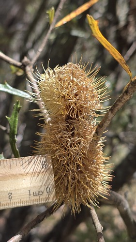 Banksia canei, photograph 6