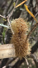 Banksia canei, photograph (c) Petra Holland, some rights reserved (CC BY)