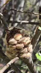 Banksia canei, photograph (c) Petra Holland, some rights reserved (CC BY)