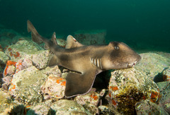 Crested Bullhead Shark photo 2
