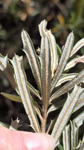 Banksia canei, photograph 4