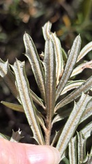 Banksia canei, photograph (c) Petra Holland, some rights reserved (CC BY)