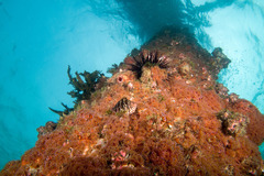 Cirrhitichthys aprinus