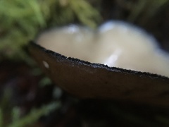 Pseudoplectania melaena