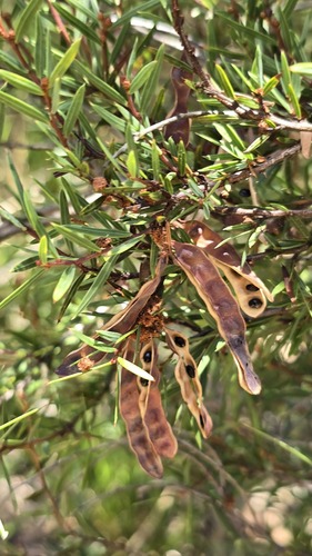 Dagger Wattle (Acacia siculiformis)