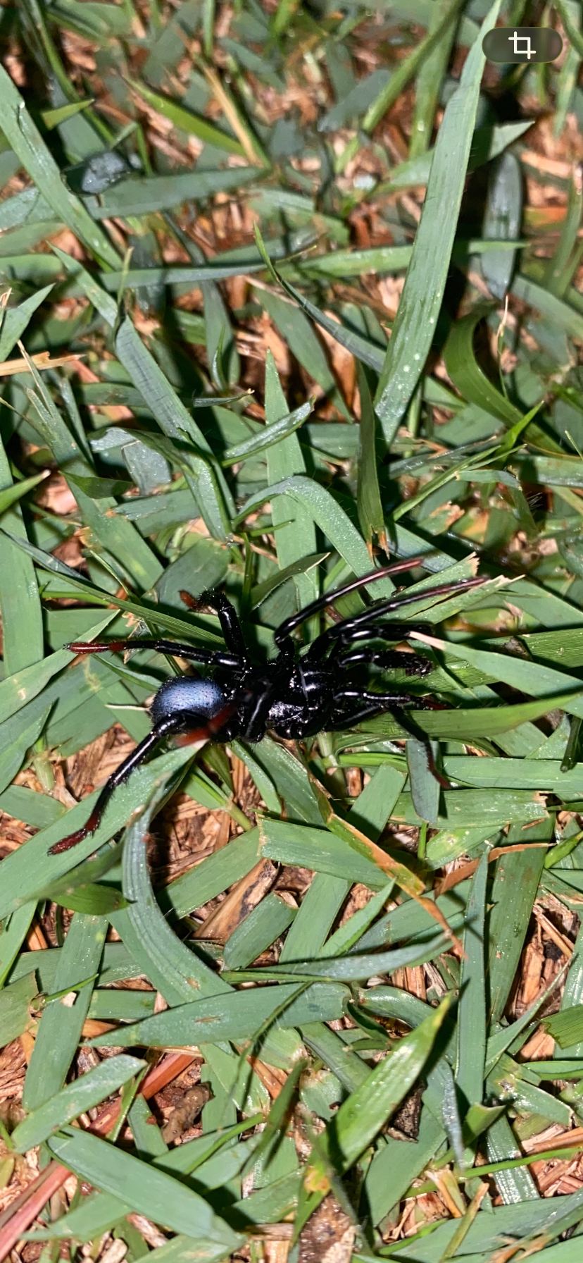 Actinopus candango Miglio, Pérez-Miles & Bonaldo, 2020