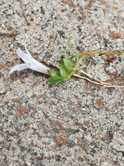 Lobelia ionantha