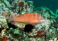 Pseudolabrus luculentus