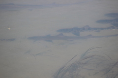 Mustelus henlei