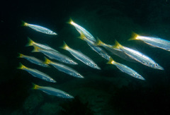 Dinolestes lewini