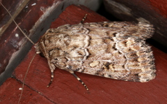 Spodoptera umbraculata