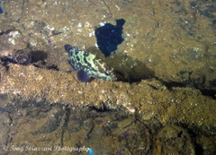 Epinephelus polyphekadion
