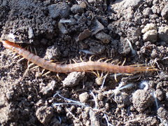 Scolopocryptops gracilis