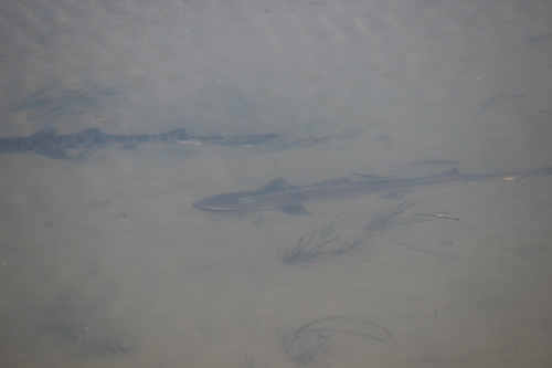 Shovelnose Guitarfish, Orange County, CA, USA, photo 9 of 10