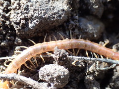 Scolopocryptops gracilis