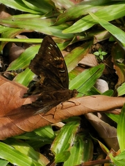 Euthalia adonia pinwilli