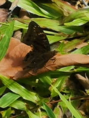 Euthalia adonia pinwilli