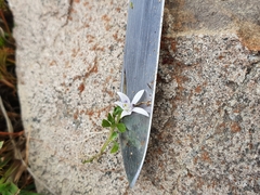 Lobelia ionantha