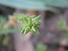 Crassula colligata