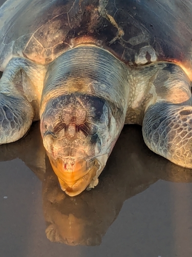 Kemp's Ridley Sea Turtle observed by chuckmeyer