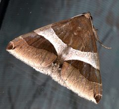 Dysgonia constricta