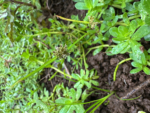 Cyperus difformis observed 2026-02-12