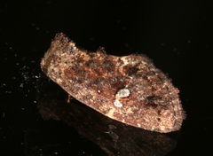 Elusa
