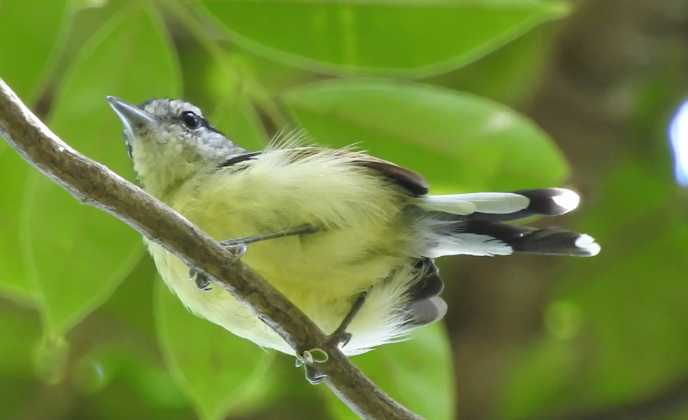 Rufous-margined Antwren (Herpsilochmus rufimarginatus), photo 5