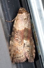 Calathusa cyrtosticha