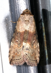 Calathusa cyrtosticha
