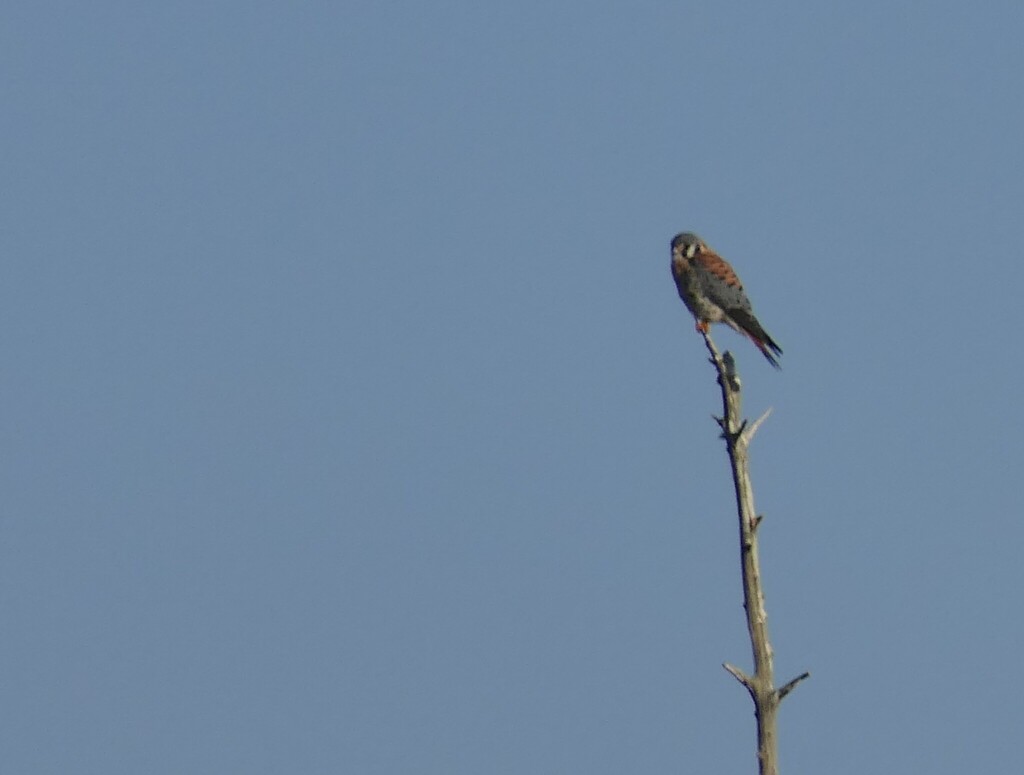 American Kestrel from COrlando Wetlands, Orange County, Florida on ...